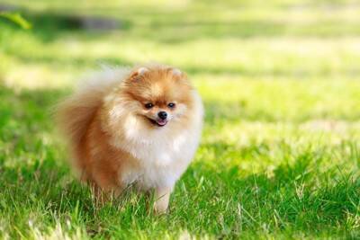 『すぐに甘えてくる』犬種5選　どんな仕草をする？甘えん坊に育てる方法まで解説