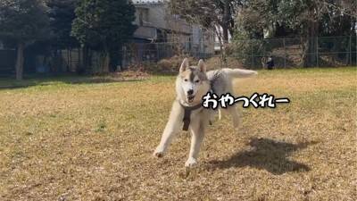 犬の前で『パパママ同時に違う方向に走ったら』どっちに付いてくる？…予想外の検証結果が68万8000再生「面白い検証」「終始かわいすぎる」
