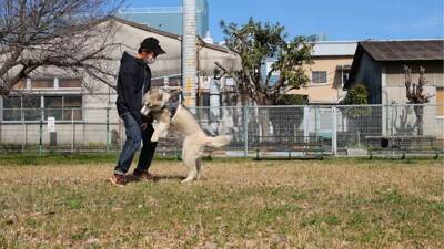犬の前で『パパママ同時に違う方向に走ったら』どっちに付いてくる？…予想外の検証結果が68万8000再生「面白い検証」「終始かわいすぎる」