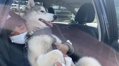 犬の前で『パパママ同時に違う方向に走ったら』どっちに付いてくる？…予想外の検証結果が68万8000再生「面白い検証」「終始かわいすぎる」