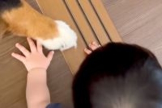 どうしても『超大型犬のおてて』を触りたい赤ちゃん→可愛いが渋滞している『尊い光景』が107万再生「赤ちゃんって理解してる」「素敵な家族」