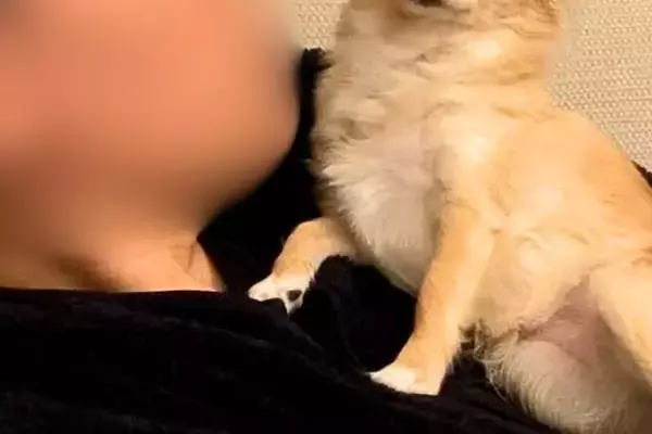 お父さんが『他の犬』を撫でて帰ってきた結果→あからさま過ぎる『お顔と態度』が27万再生「不信感1000％すぎるｗｗ」「めっちゃ可愛い」