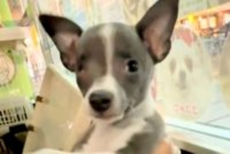 『生まれつき右目がない』保護犬の赤ちゃん→家族に迎え、大切に育てた結果…心あたたまる『素敵な物語』に「かわいい…」「成長が楽しみ」と反響