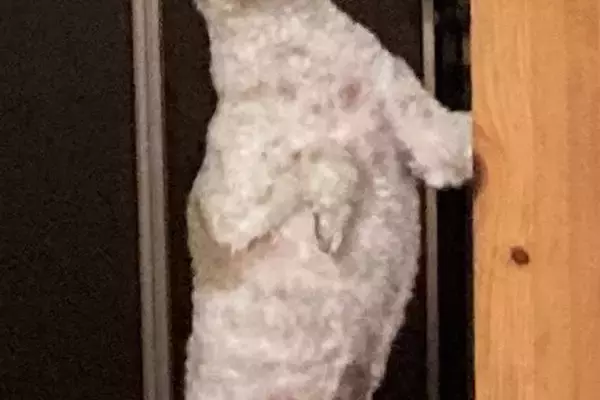 毛がモコモコに伸びた犬→『トリミングしたての頃』を見ると…別犬すぎる『衝撃の姿』に8万いいね「誰すぎるｗｗ」「もはや人間で草」と爆笑続々