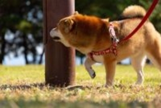 犬が『電柱の匂いを嗅ぐ』心理2つ　止めさせた方がいいの？行動の意味まで解説
