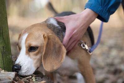 犬が『電柱の匂いを嗅ぐ』心理2つ　止めさせた方がいいの？行動の意味まで解説
