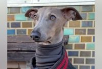 細身の犬が寒そうだったので『人間の服』を貸してあげた結果…まさかの『似合い過ぎている光景』に反響「違和感仕事してｗ」「もう人間でしょ」