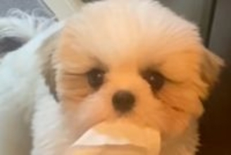 出かける準備をしていたら、犬が『何か』を持ってきて…とんでもなく尊い『気遣い』が47万再生「意味ないけど可愛い」「いらない？って顔ｗ」