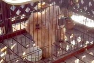 『噛むし、山に捨てようと思っている』と言われたボロボロの犬を保護→愛情を注いだ結果…『表情の変化』に反響「辛かったね」「これから幸せに」