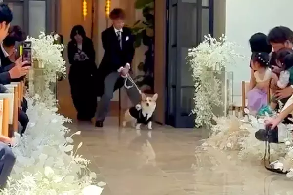 結婚式でリングドッグに挑戦した犬→リハーサルではうまくいかず…本番で見せた『まさかの展開』が14万再生「素晴らしいよ」「感動した」