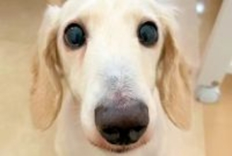 『邪魔者でごめんなさい』部屋に閉じ込められた挙句、ダンボールで塞がれ生活していた犬…壮絶な過去と現在が116万再生「涙…」「辛かったね」