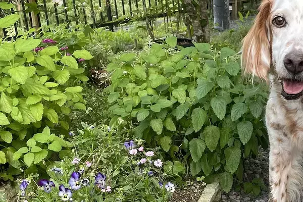 庭で育てている『ハーブ』を収穫していたら、実は犬が…判明した『衝撃の事実』が414万表示「犬が生産者の顔してて草」「天然肥料ｗ」と爆笑