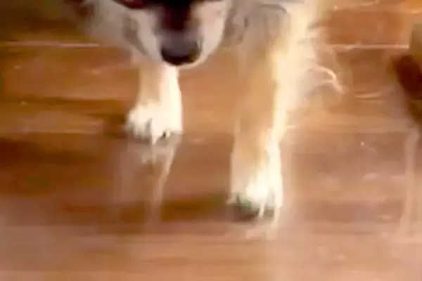 『ぼくのばん…ですよね…』お風呂を嫌がり隠れる犬→『ようやく出てきた』と思ったら…わかりやす過ぎる『態度と表情』に反響「恐る恐るで草」