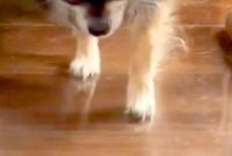 『ぼくのばん…ですよね…』お風呂を嫌がり隠れる犬→『ようやく出てきた』と思ったら…わかりやす過ぎる『態度と表情』に反響「恐る恐るで草」