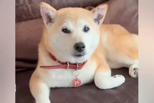 約1年前に飼い主と死別した犬→息子夫婦が引き取ったものの、不安の連続で噛みつき…愛情のあるお世話で『徐々に心を開く記録』に感動