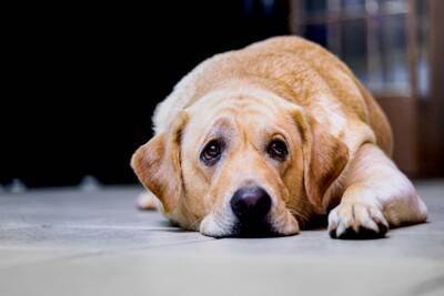 犬を悲しませる『飼い主のNG行為』5選　愛犬はツライときどんな行動をみせるの？今すぐ改善すべき行動まで