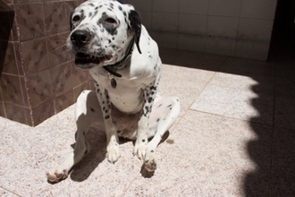 犬が『おしりを地面にスリスリする』理由５選　治療が必要な病気やトラブルの可能性まで