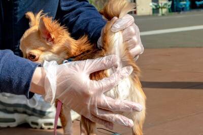 犬が『おしりを地面にスリスリする』理由５選　治療が必要な病気やトラブルの可能性まで