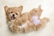 犬の『機嫌がいい』ときにみせるサイン5つ　愛犬を喜ばせるために飼い主にできることまで