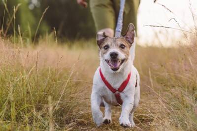 犬の『機嫌がいい』ときにみせるサイン5つ　愛犬を喜ばせるために飼い主にできることまで
