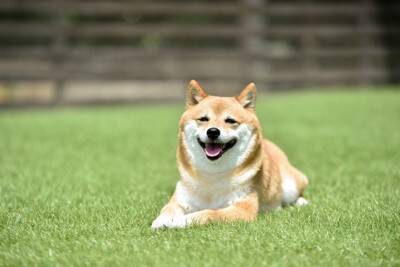 犬の『機嫌がいい』ときにみせるサイン5つ　愛犬を喜ばせるために飼い主にできることまで