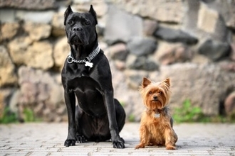 『小型犬と大型犬』お世話の違いとは？飼う前に必ず知っておくべき育て方のポイントまで