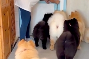 大型犬カフェで働くワンコたち→退場時、なぜか1匹だけ…とんでもなく愛おしい光景が208万再生「可愛いすぎて泣けた」「なんて平和な世界」