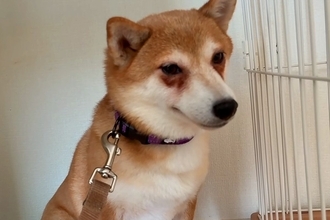 5年間ケージに監禁されていた『繁殖犬』を飼った結果→ずっと怯えた様子で、120日後…涙あふれる光景が143万再生「胸が痛い」「表情が違う」