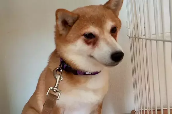 5年間ケージに監禁されていた『繁殖犬』を飼った結果→ずっと怯えた様子で、120日後…涙あふれる光景が143万再生「胸が痛い」「表情が違う」