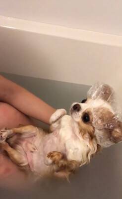 犬が『超お風呂好き』に成長したら…可愛すぎる入浴姿が146万再生「めちゃくちゃ気持ちよさそう」「赤ちゃんみたい」驚きと絶賛の声