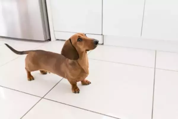 犬が飼い主を追いかけているときの理由4つ　愛犬のことがより愛おしくなる？気になるその心理とは