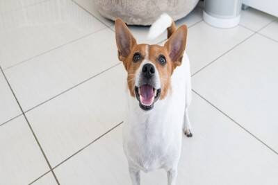 犬が飼い主を追いかけているときの理由4つ　愛犬のことがより愛おしくなる？気になるその心理とは