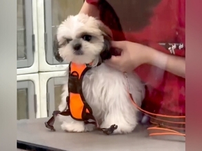 赤ちゃん犬が『初めてのトリミング』に挑戦した結果→『緊張してしまうかな』と思ったら…予想外すぎる光景が3万再生「すべてが可愛い」「天使」