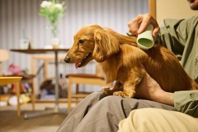 『皮膚トラブル』が起きやすい犬種5選　敏感になってしまう要因やケアのポイントまで