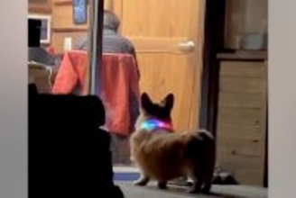 隣に住むおじいちゃんに『オヤツ』を貰いにきた犬→気づいてもらえずに⋯『哀愁漂う光景』が切ないと81万再生「なんて愛おしい」「健気だ…」