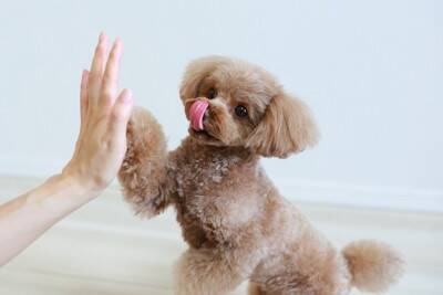 犬が『優しく触ってくる』ときの心理4つ　愛犬がソフトタッチしてくる理由や適切な対応まで