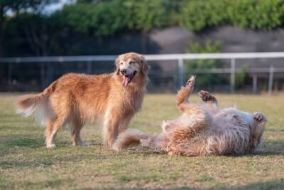 犬の『知能』は人間でいうと何歳ぐらいなの？賢いからこそ注意すべき飼い方まで解説