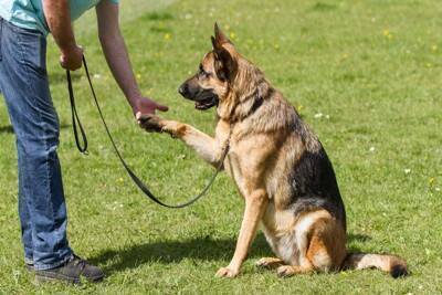 犬の『知能』は人間でいうと何歳ぐらいなの？賢いからこそ注意すべき飼い方まで解説