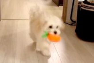 『犬の走り方がおかしい』足が悪いのではないかと心配で、動物病院に連れて行ったら…想定外だった『診断結果』に6万いいね「最高すぎて笑うｗ」