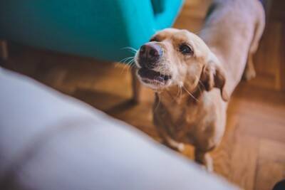 犬が地震前に見せる行動の意味とは？揺れを察知している？見逃したくないサインまで