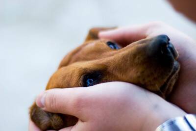 犬が地震前に見せる行動の意味とは？揺れを察知している？見逃したくないサインまで