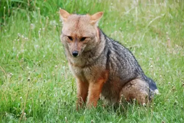意外な『イヌ科』の動物4選　あまり知られていない生き物の種類や共通点までご紹介