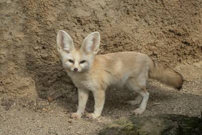 意外な『イヌ科』の動物4選　あまり知られていない生き物の種類や共通点までご紹介