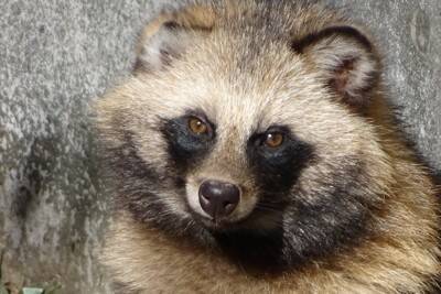 意外な『イヌ科』の動物4選　あまり知られていない生き物の種類や共通点までご紹介