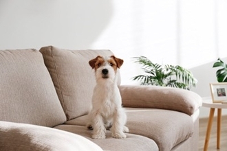 犬が骨折してしまう『高さ』とは？事故を防ぐために飼い主がすべきことまで