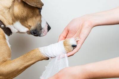 犬が骨折してしまう『高さ』とは？事故を防ぐために飼い主がすべきことまで