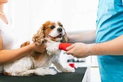 犬が骨折してしまう『高さ』とは？事故を防ぐために飼い主がすべきことまで