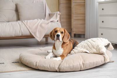 犬が骨折してしまう『高さ』とは？事故を防ぐために飼い主がすべきことまで