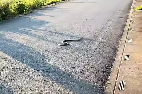 道路で『巨大なヘビ』と遭遇→一緒にいた犬に『危ないからやめよ！』と伝えた結果…まさかの展開が411万再生「戦闘態勢で草」「ハンターすぎｗ」