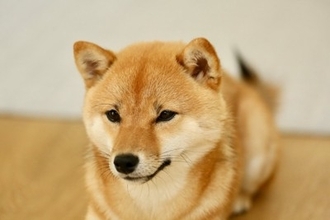 犬が『構ってほしい』と言っているサイン6選　飼い主の気を引こうとしているときにする行動とは？